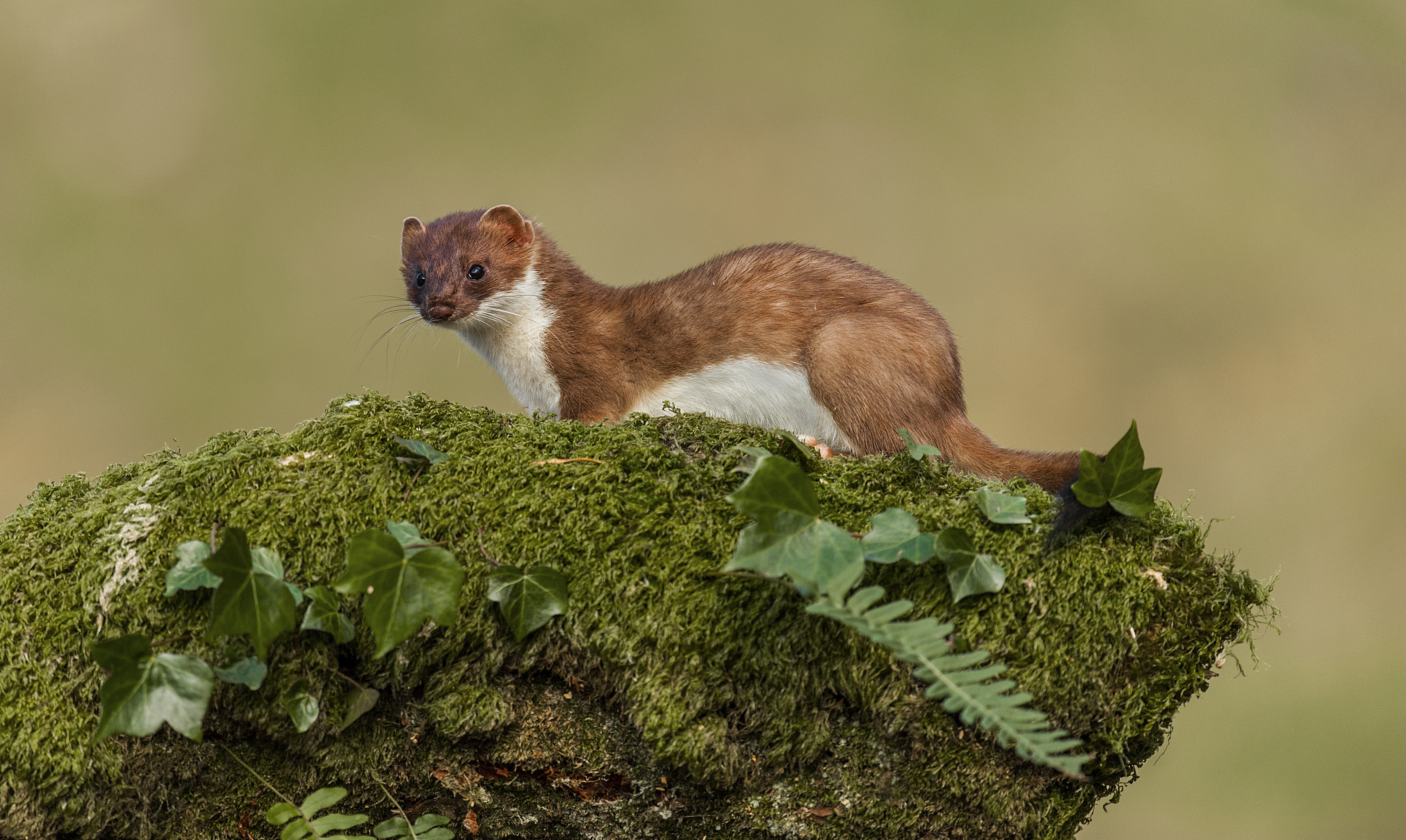 Stoat HD Wallpaper Background Image Id