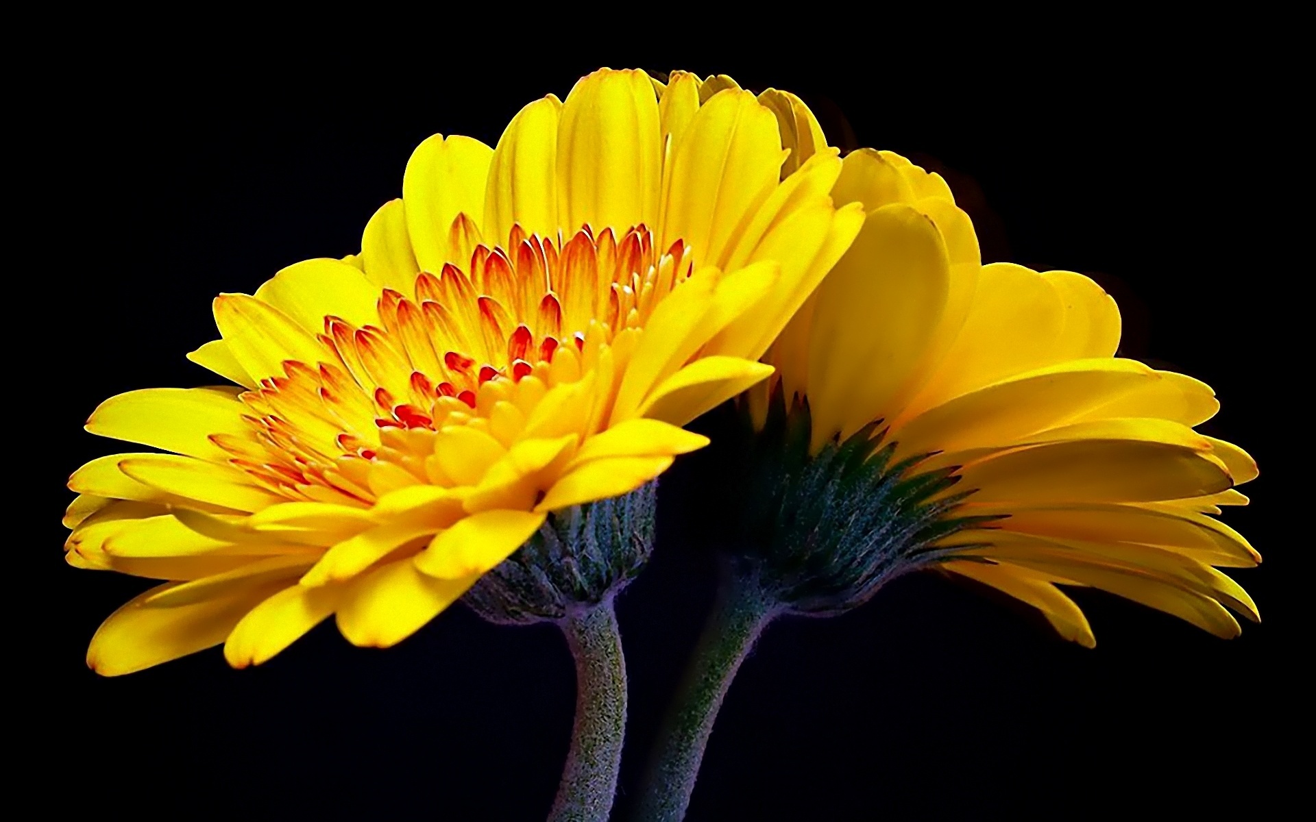 Popular Yellow Flower Wallpaper Full HD Pictures