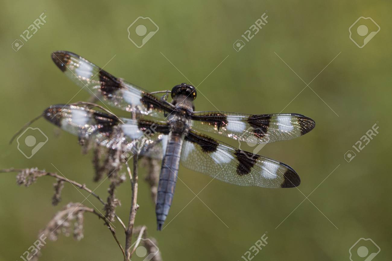 Pretty Dragonfly Clamped On A Twig Isolated Blurry