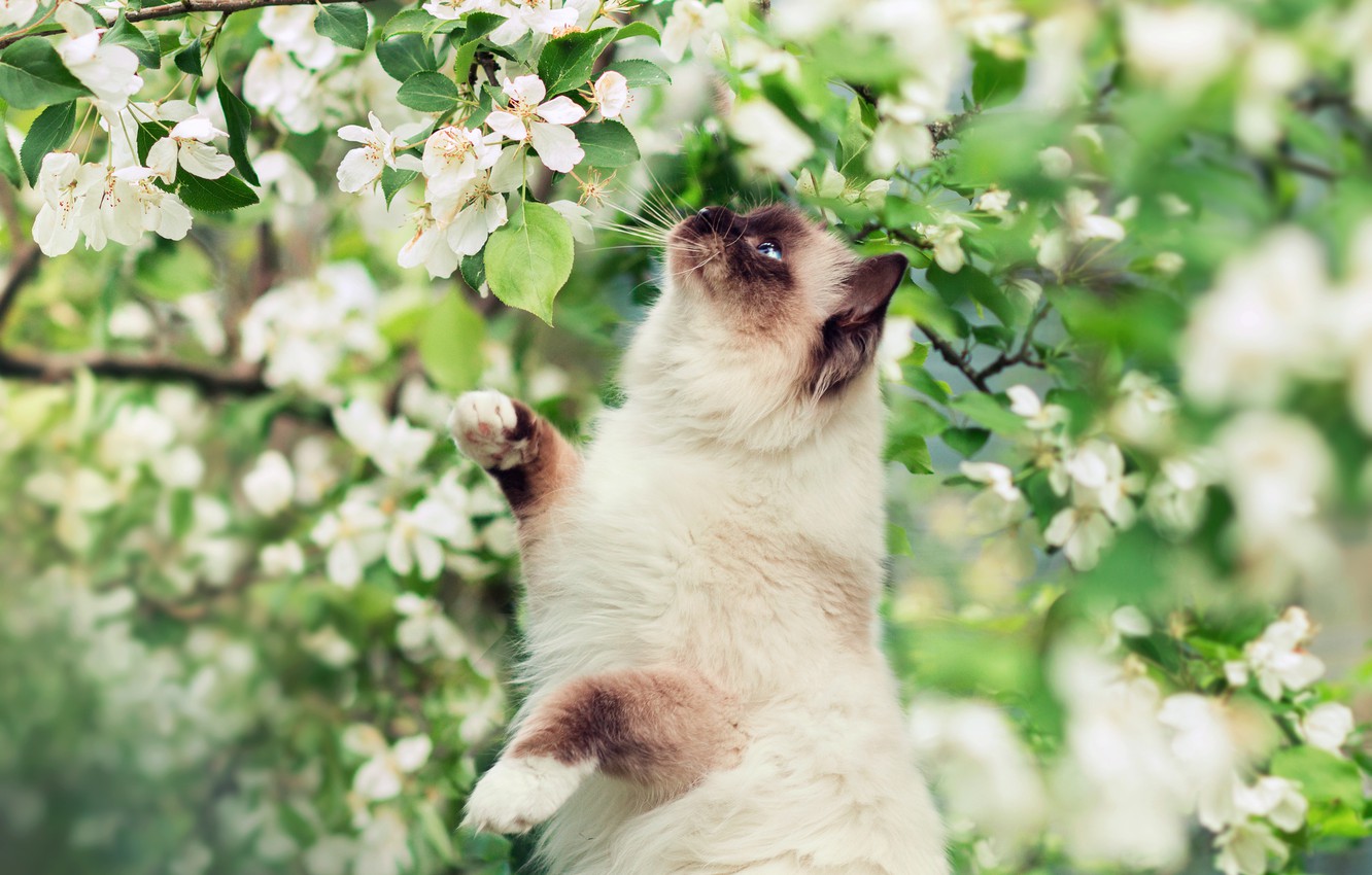 Wallpaper Greens Flowers Tree Spring Cat Siamese Image For