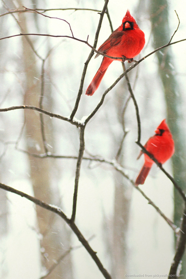 Bing Male Northern Cardinals In The Snow Wallpaper For iPhone