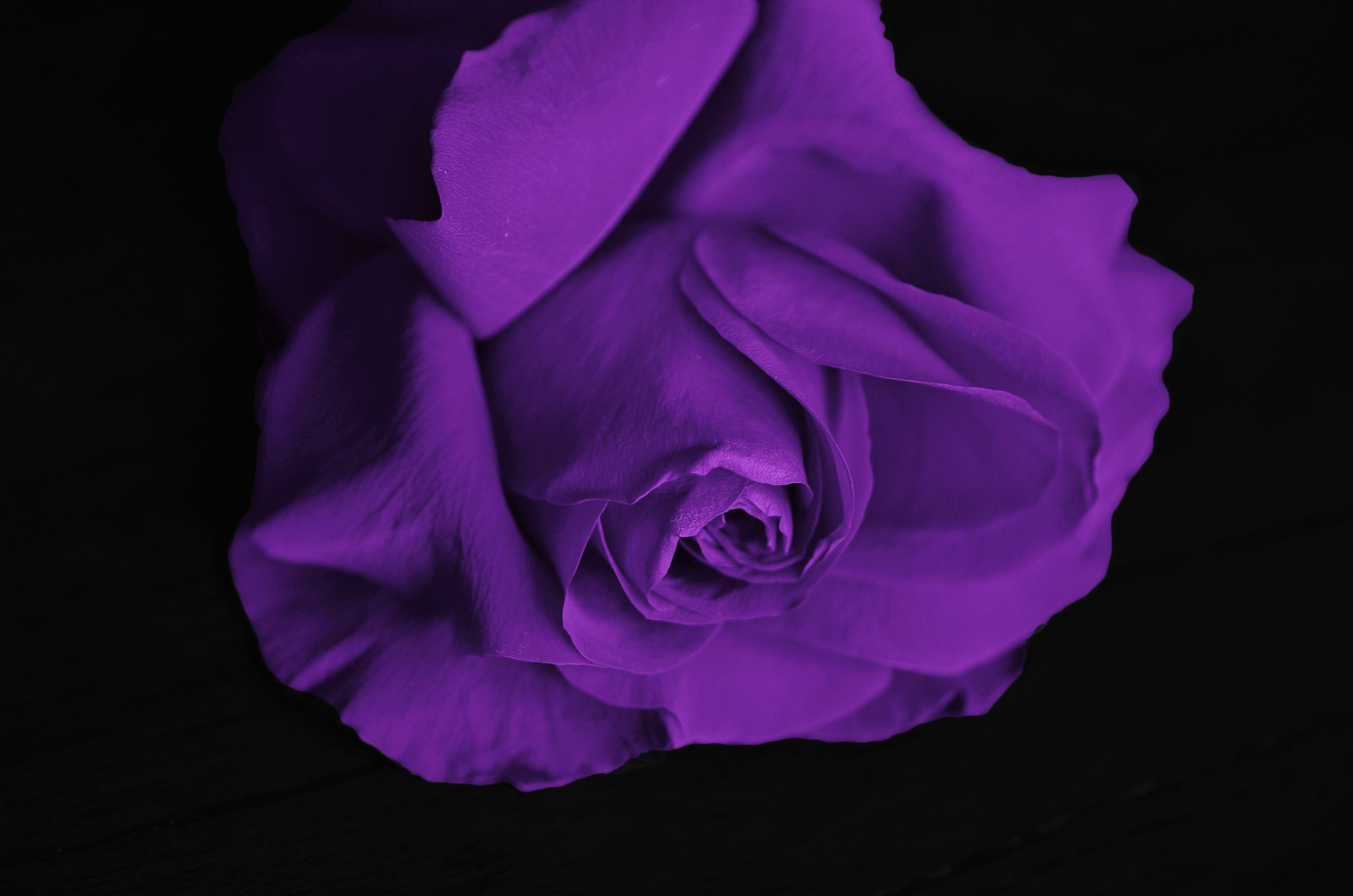 Close-up of a vibrant purple rose against a dark background, showcasing its delicate petals and rich color