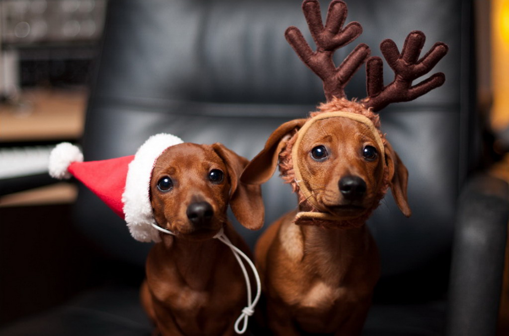 Christmas Dachshunds Teh Cute Puppies Kittens Other