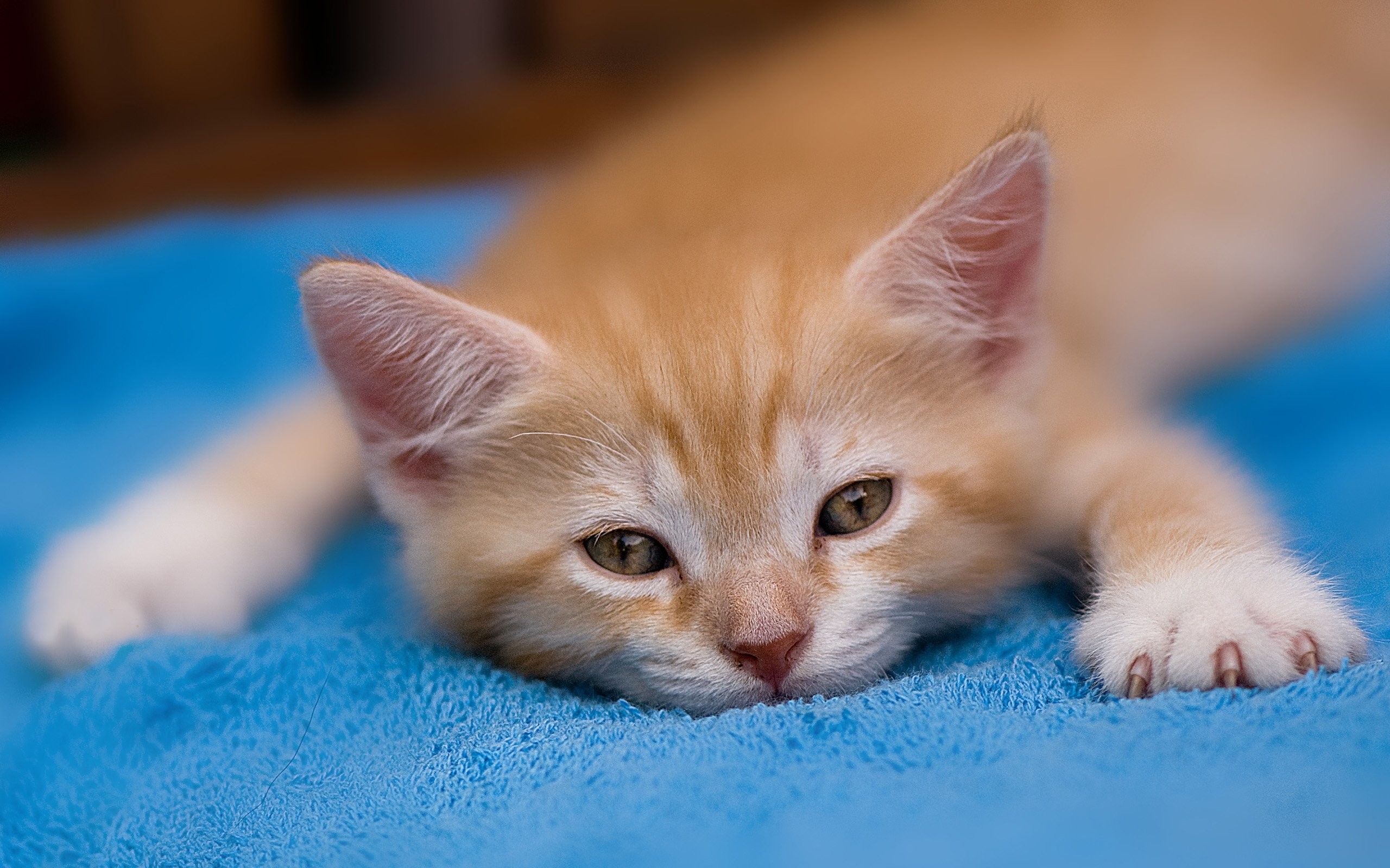 Adorable ginger kitten resting on a soft blue blanket