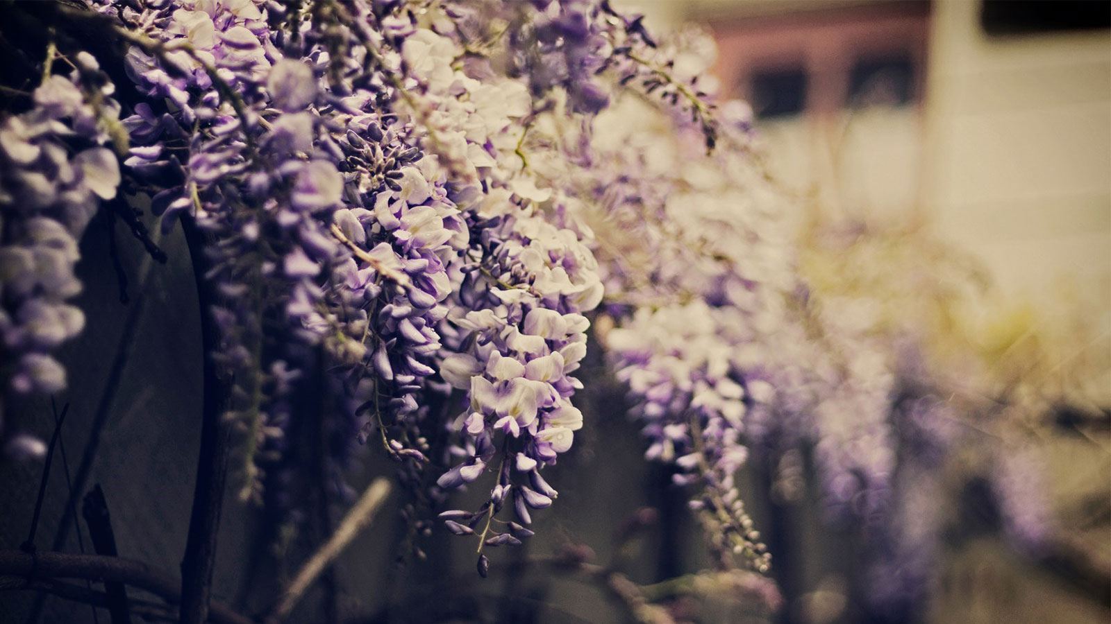 Wisteria Flowers Wallpaper For Android Devices