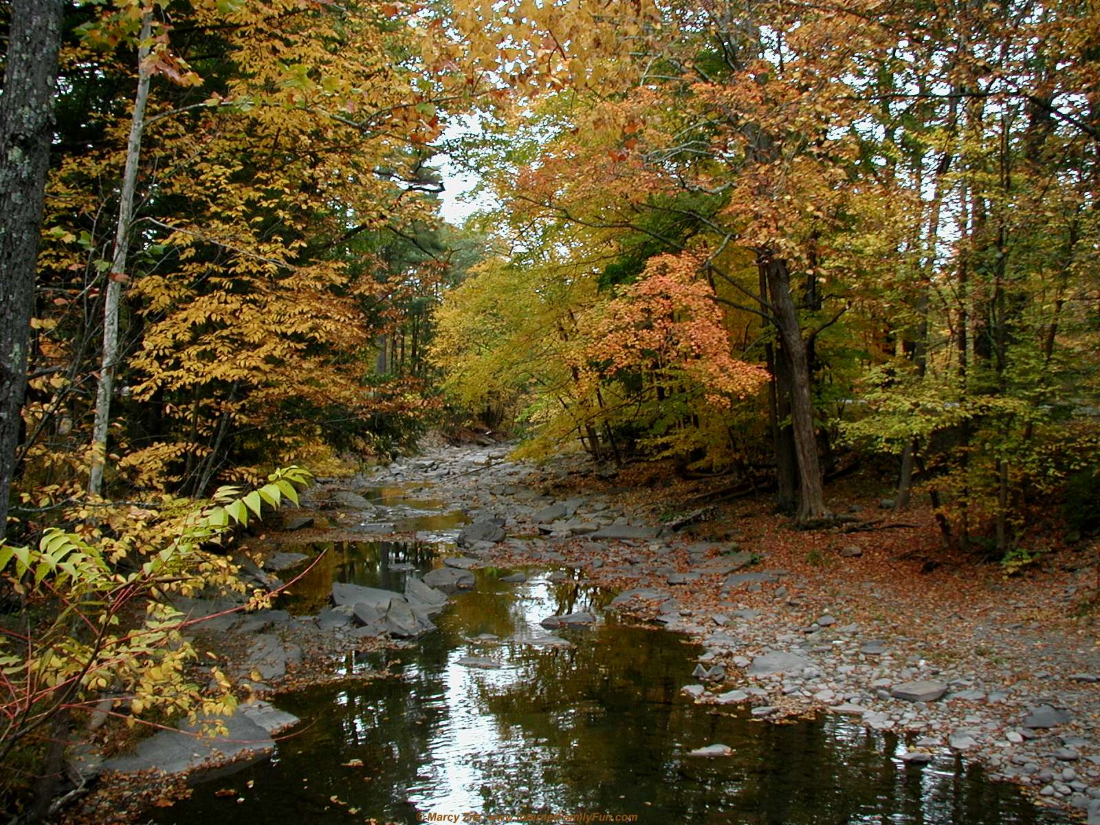 Fall Foliage Stream in Autumn Wallpaper Background for Desktop