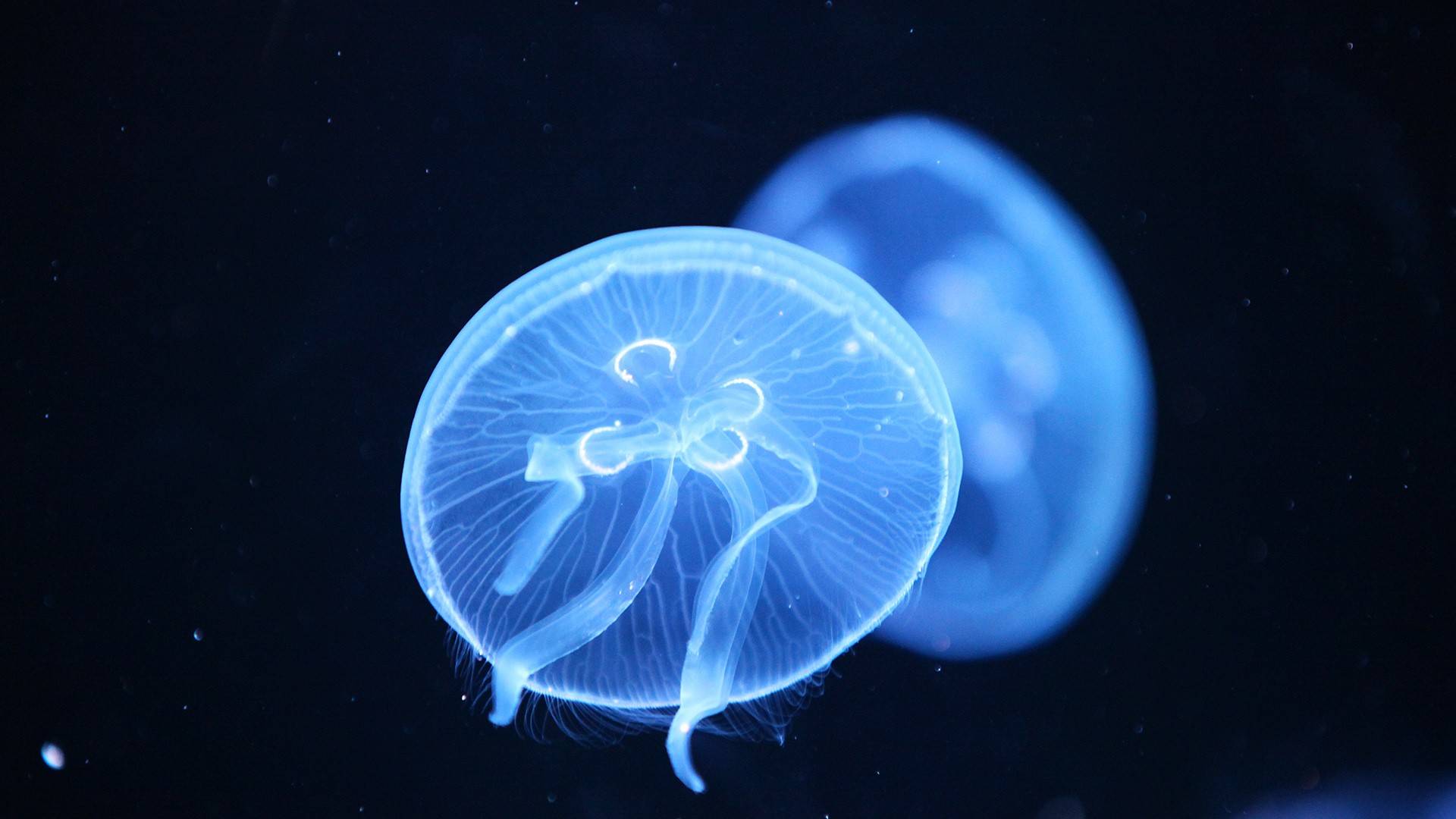 Cool Jellyfish Wallpaper Exciting Animal