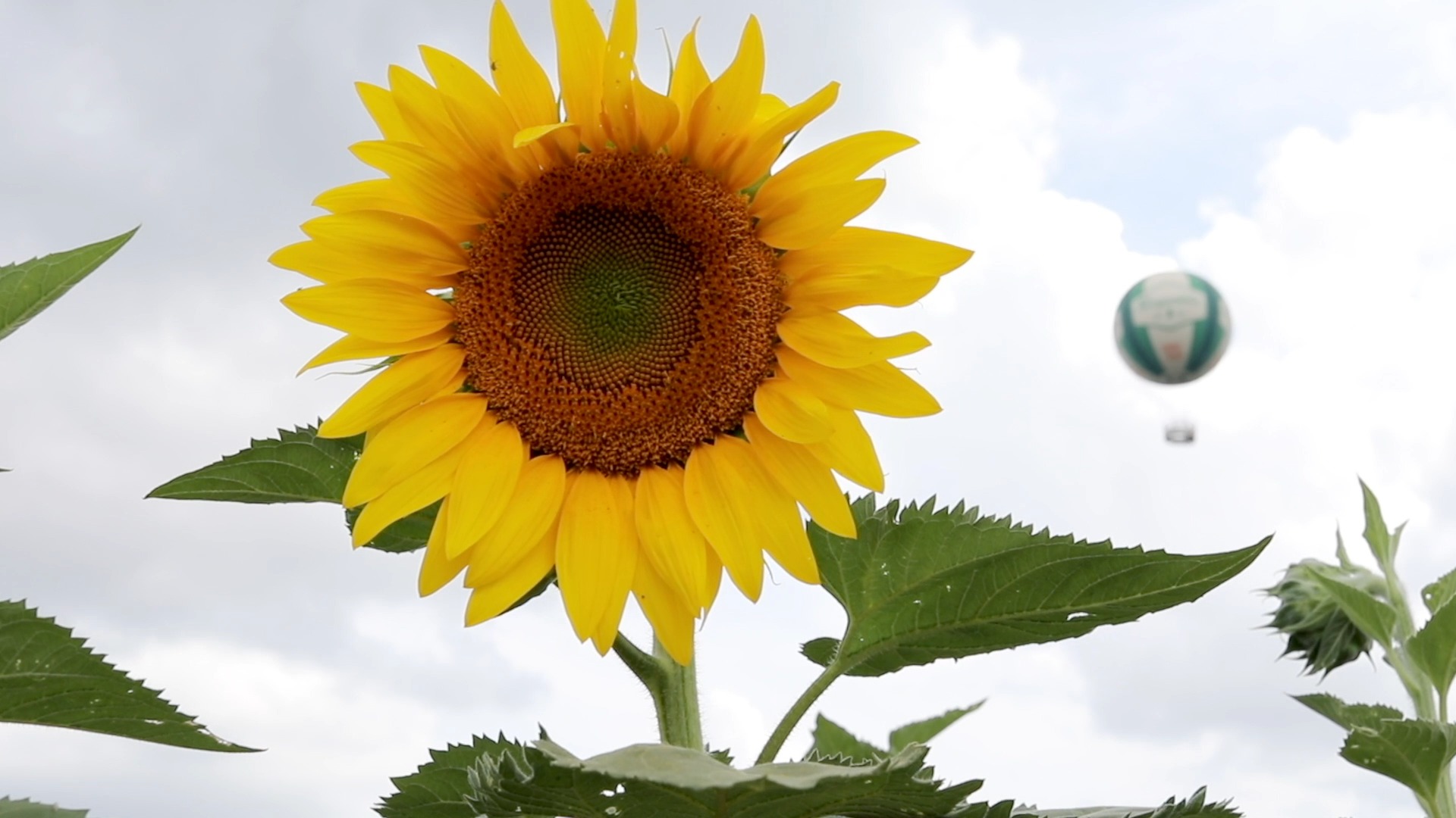 Conner Prairie Sunflowers Our Sunflower Fields Are Ready
