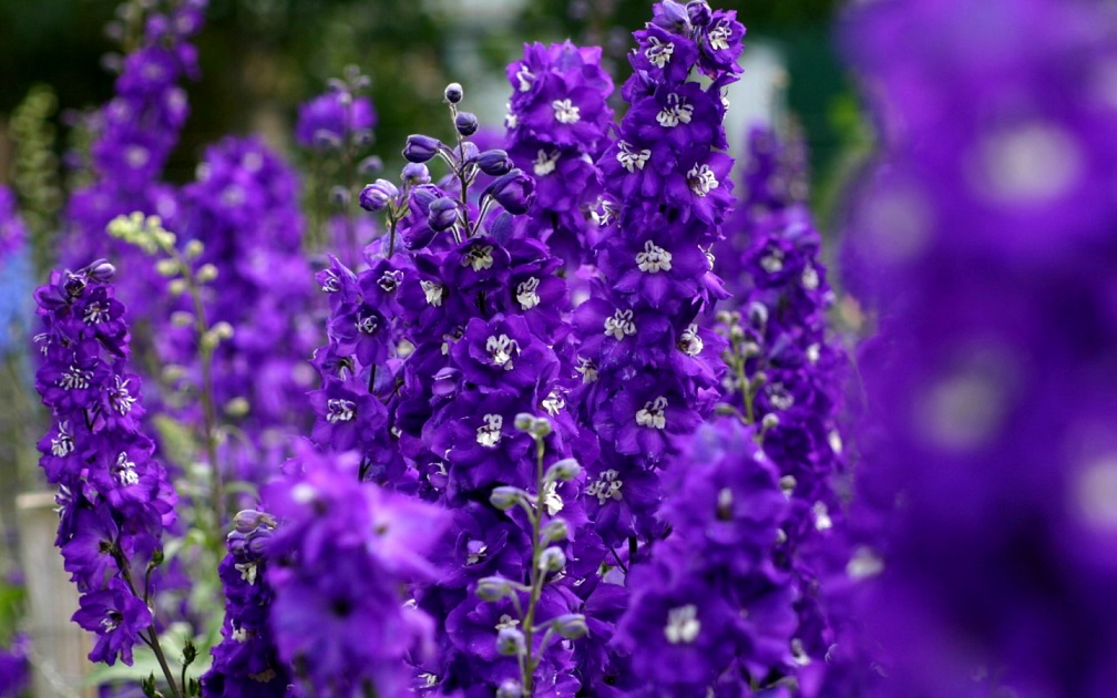 Violet Flower Wallpaper - GAMBAR BUNGA