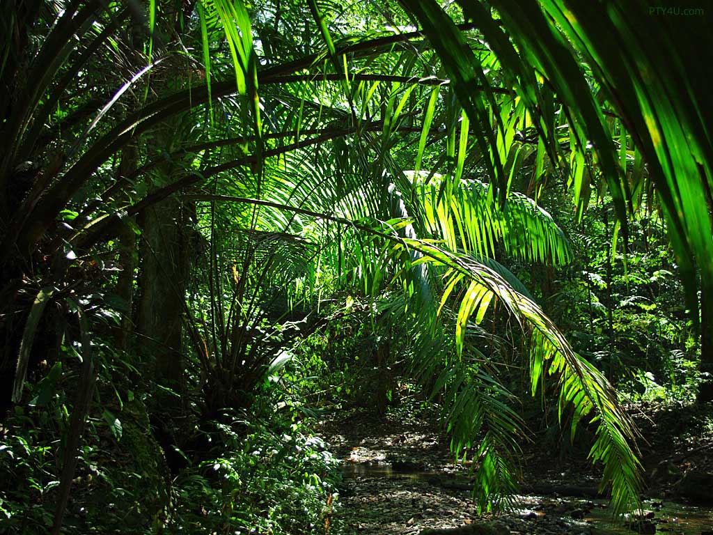 Jungle HD Wallpaper In Nature Imageci