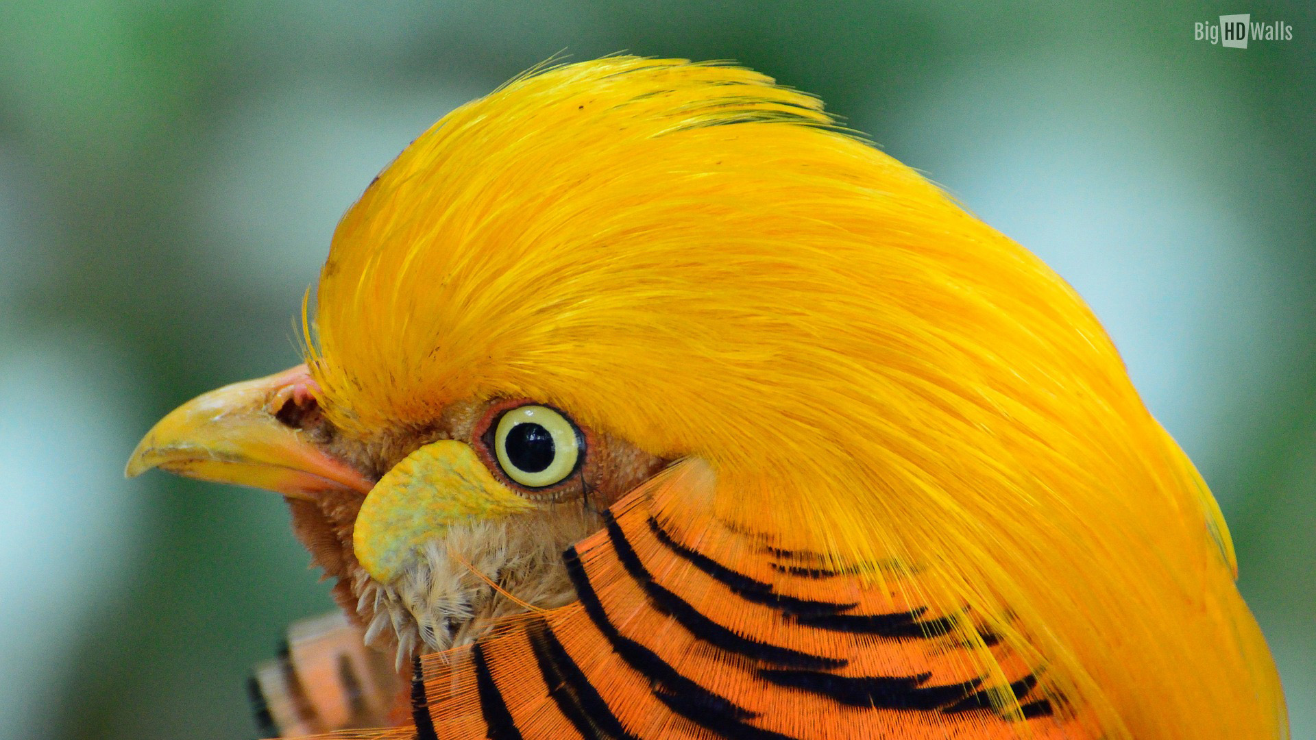 Golden Pheasant Exotic Bird HD Wallpaper BigHDwalls