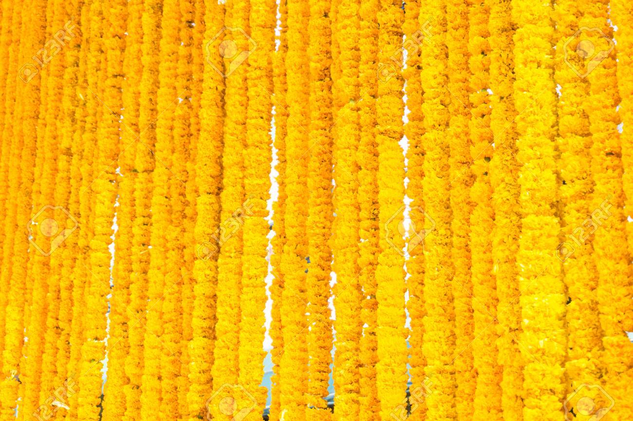 Beautiful Rows Of Yellow Marigold Flower Background Stock Photo