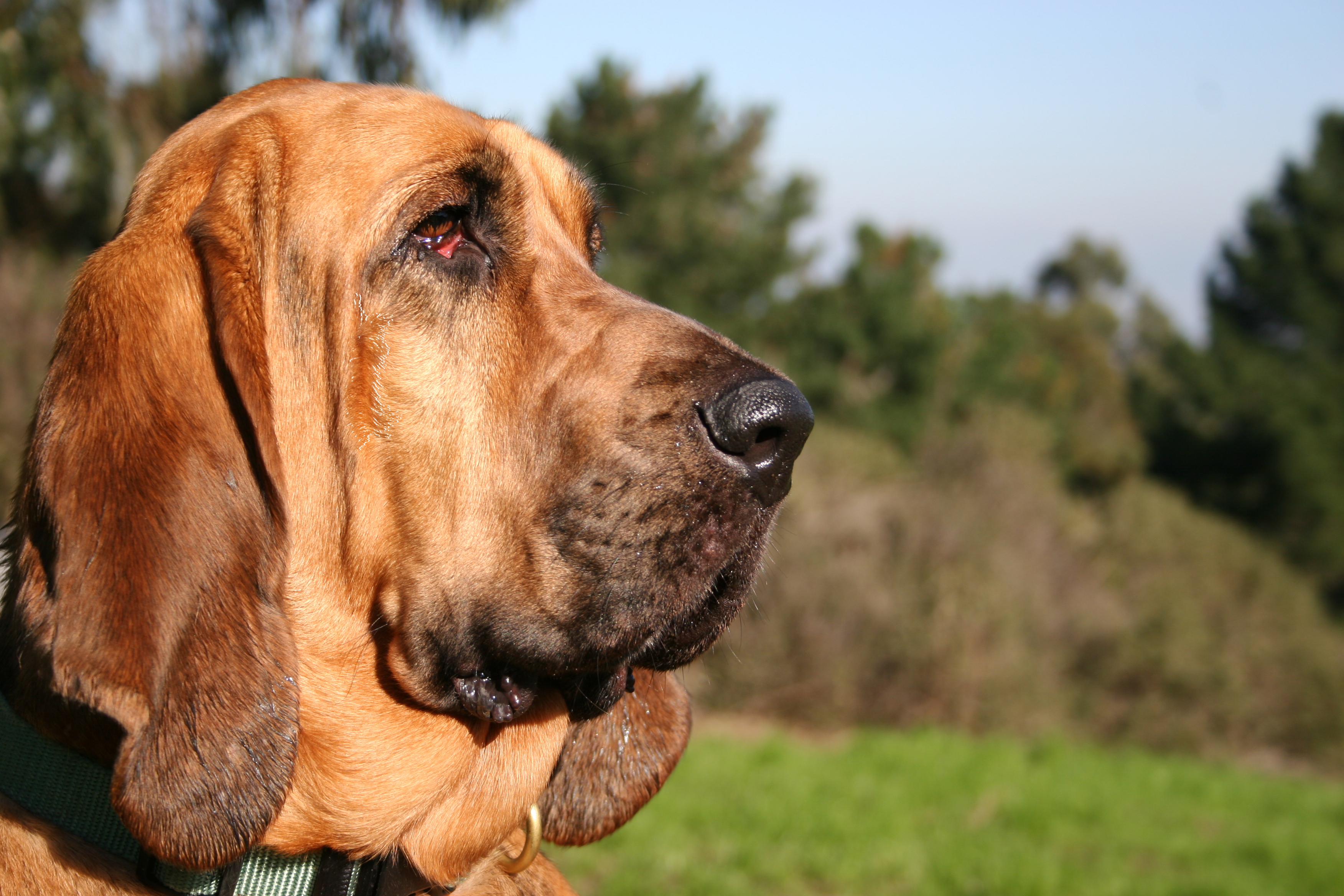Bloodhound On Nature Background Wallpaper And Image