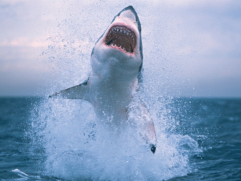 Out Of Water Shark Jumping HD Wallpaper Jootix