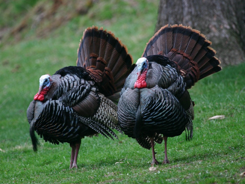 Turkey Vulture Information Facts About Vultures Pest Control