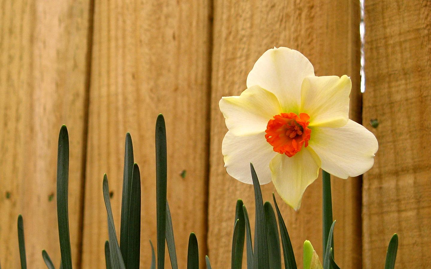 Easter Daffodil Desktop Pc And Mac Wallpaper