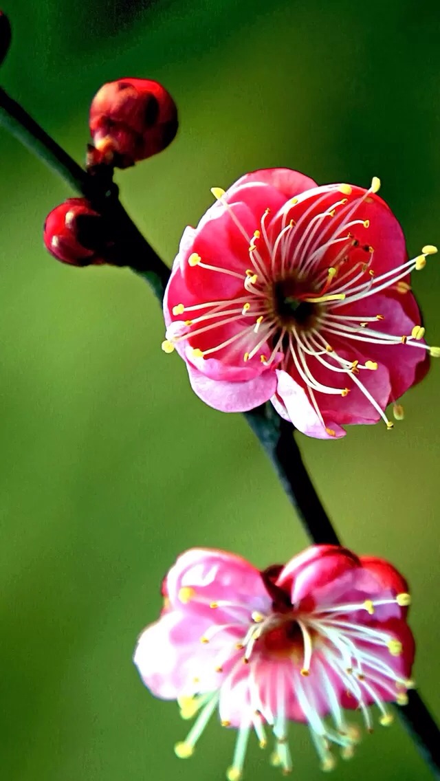 Peach blossom iPhone 5s Wallpaper Download iPhone Wallpapers iPad