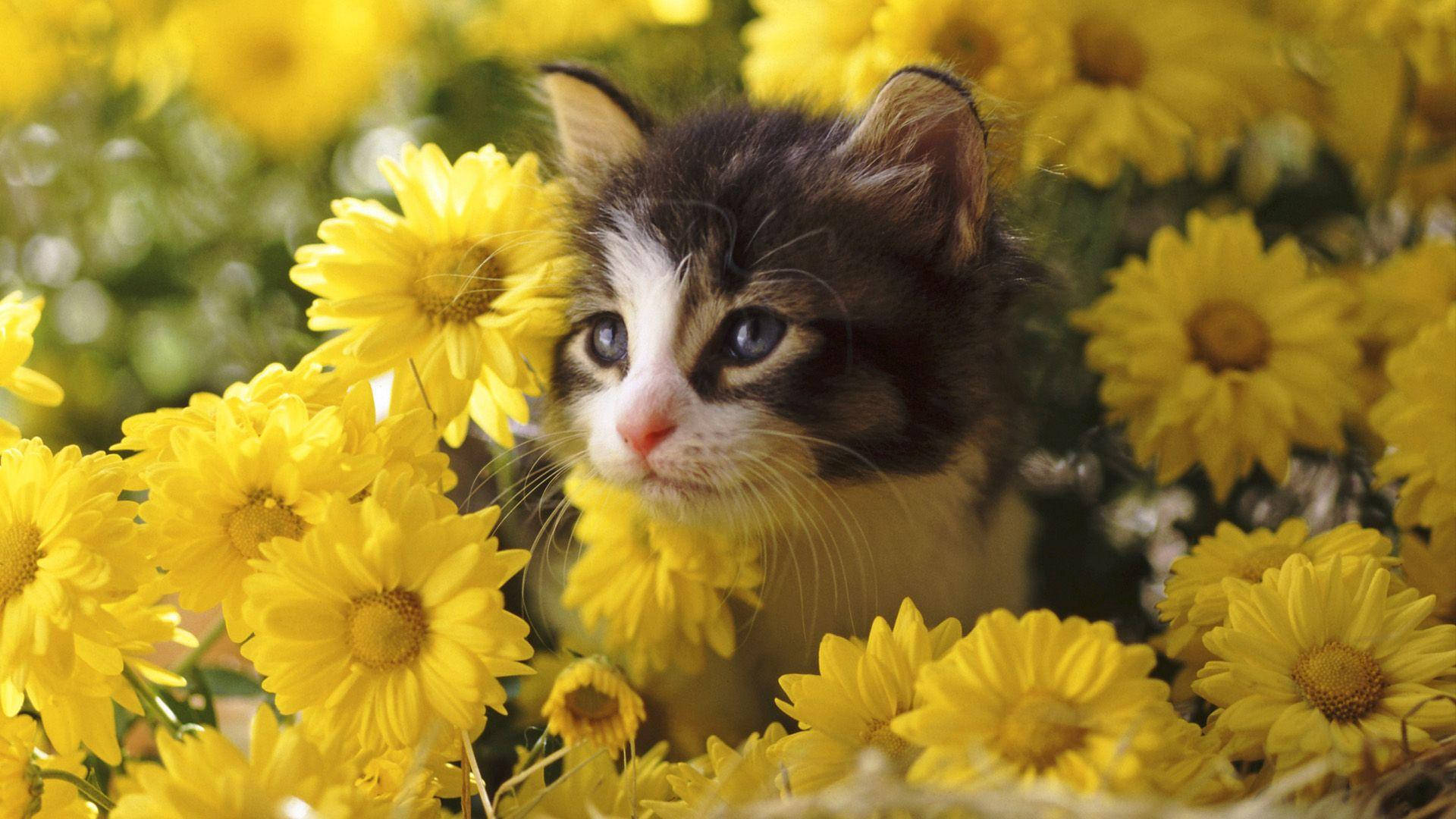 Cat In Yellow Bunga D1r101tgsbrhcjew Wallpaper