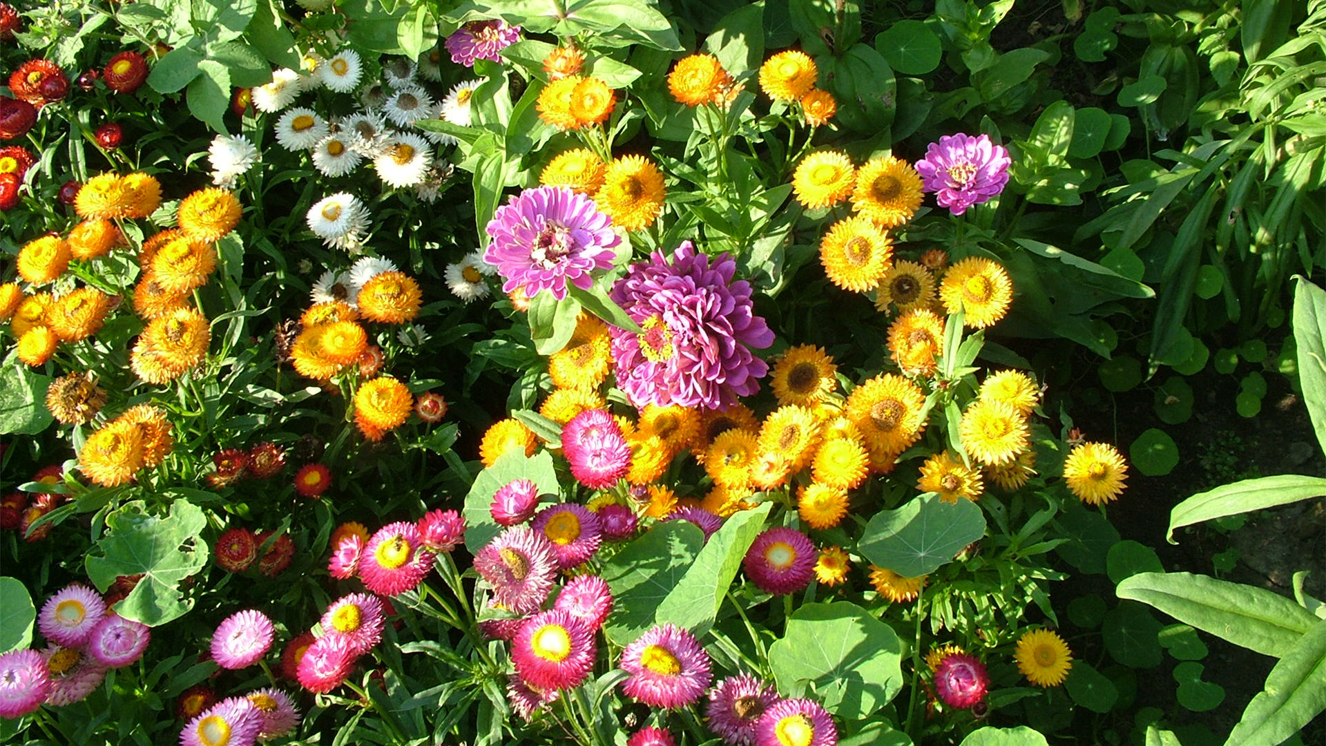 wallpaper flowers desktop pictures summer 1920x1080