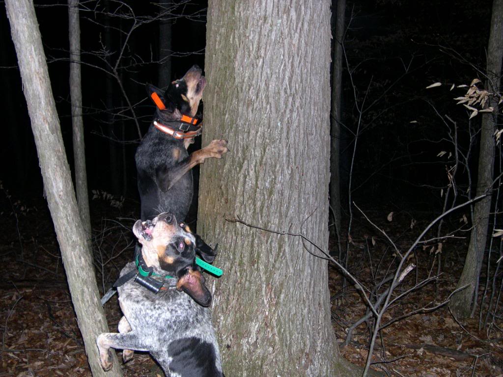 Coon Hunting Wallpaper Pic2fly