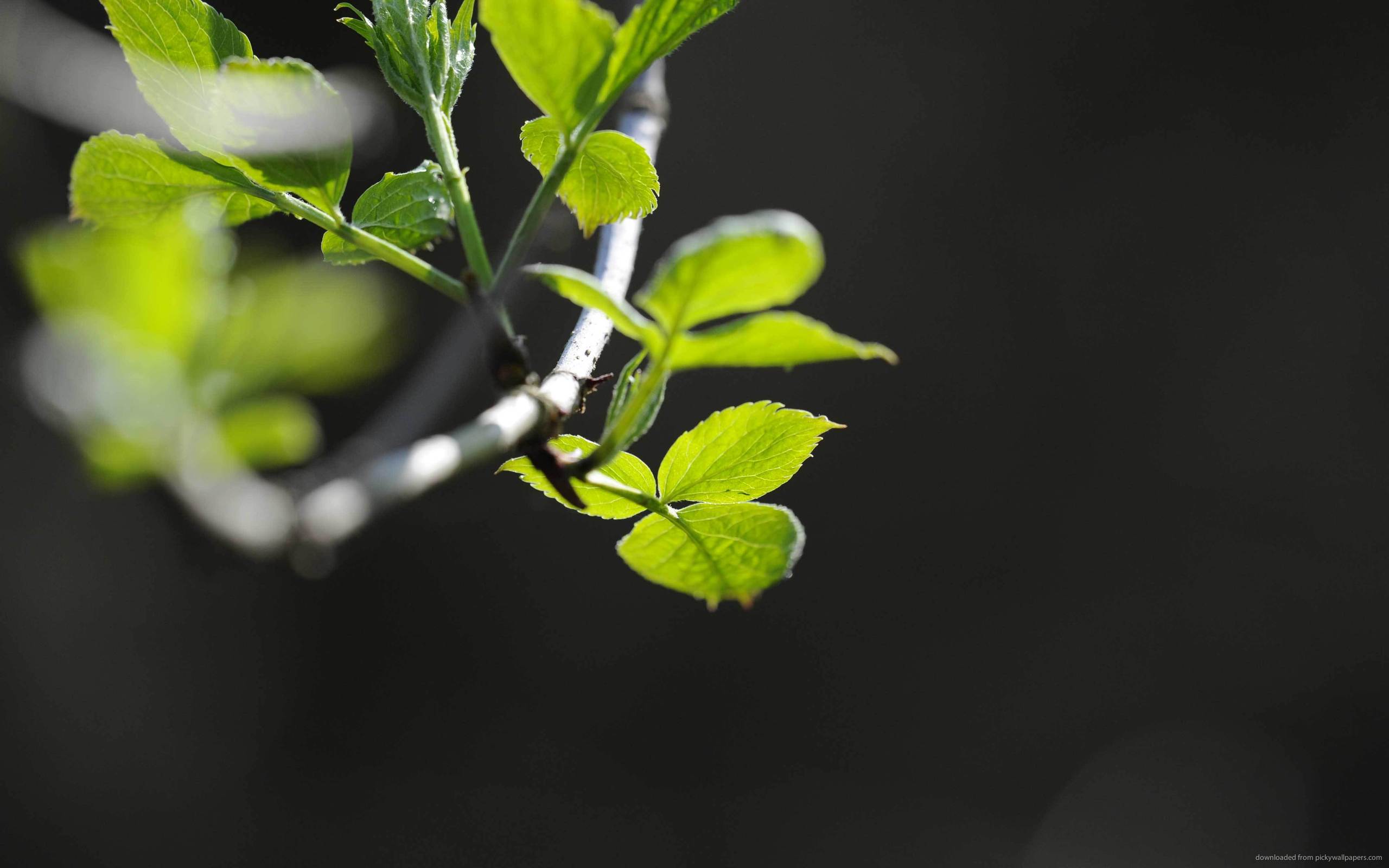 green branch tree fragile leafs twitter wallpapers nature 2560x1600