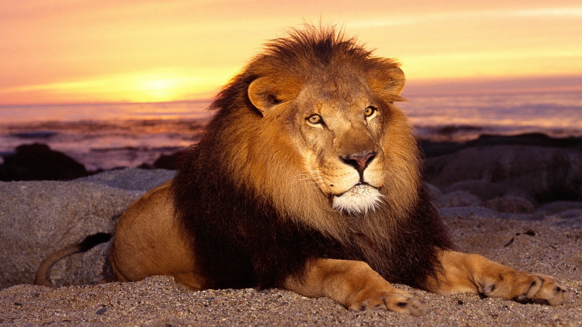 Lion Mane Sand Sunset Lie Wallpaper Background Full HD 1080p