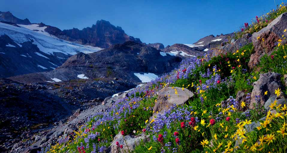 Mt Flowers Little Tahoma Peak In The Background With
