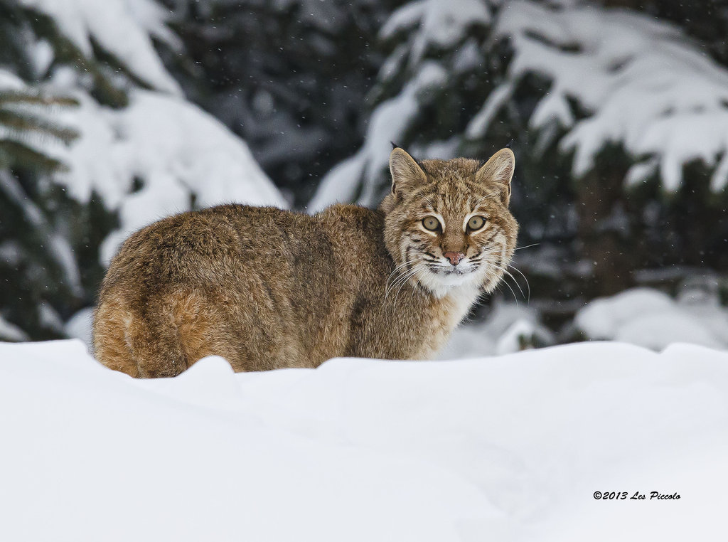 Winter Bobcat By Les Piccolo
