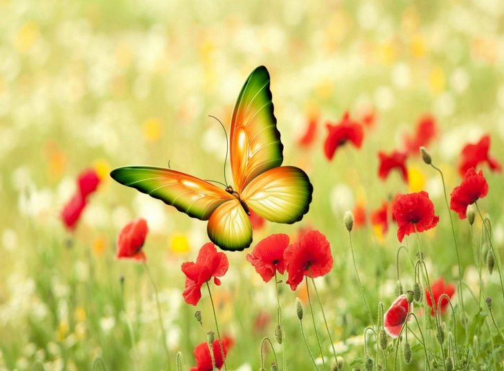 Butterfly Wallpaper For Android iPhone And iPad