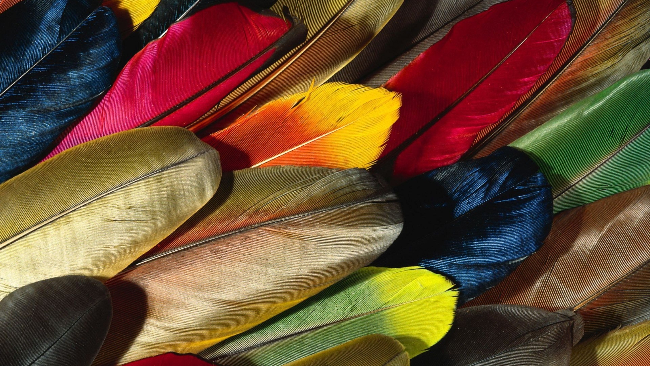 Parrot Feather Colorful Mac Wallpaper
