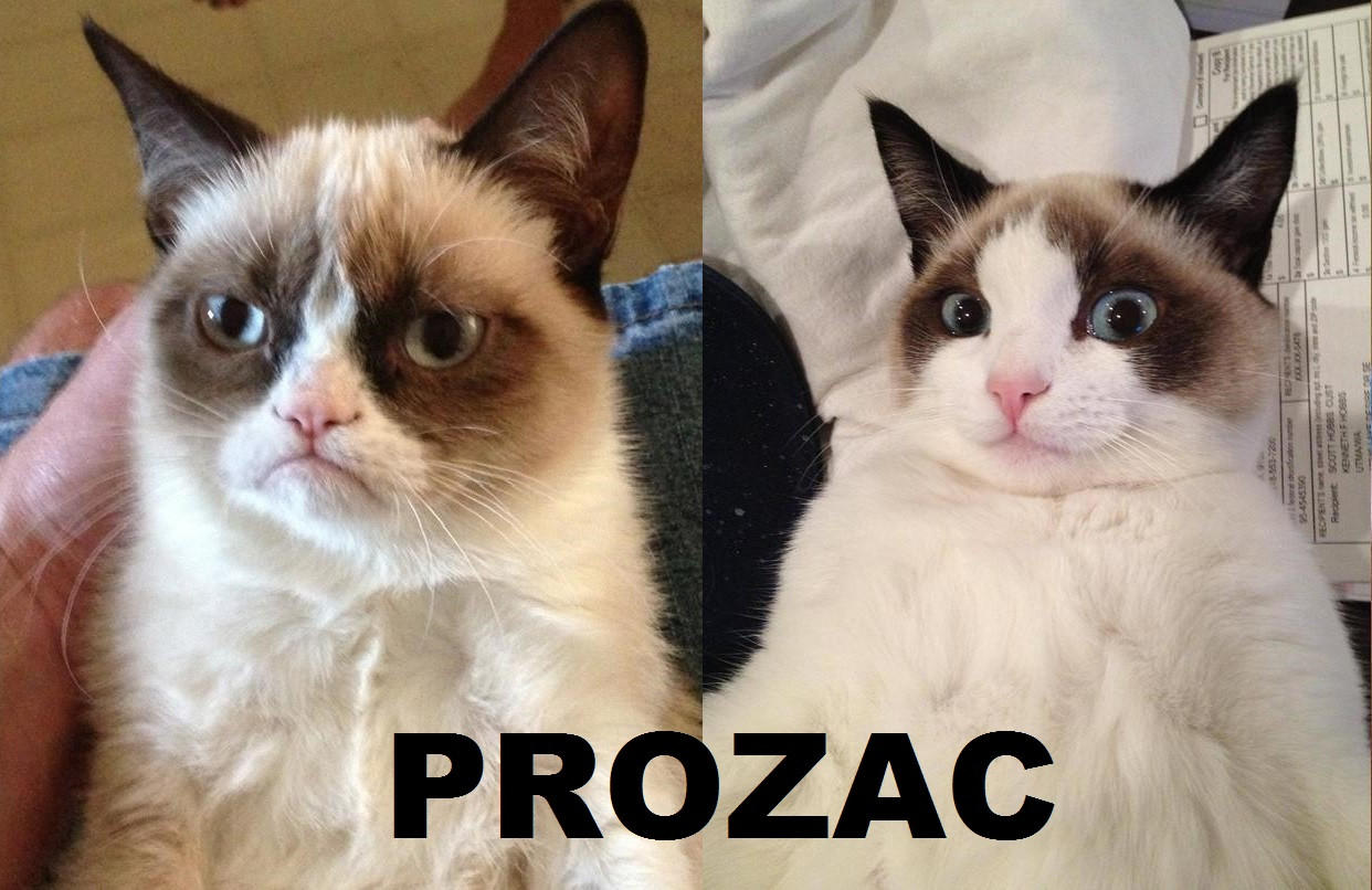 Prozac Grumpy Cat Know Your Meme