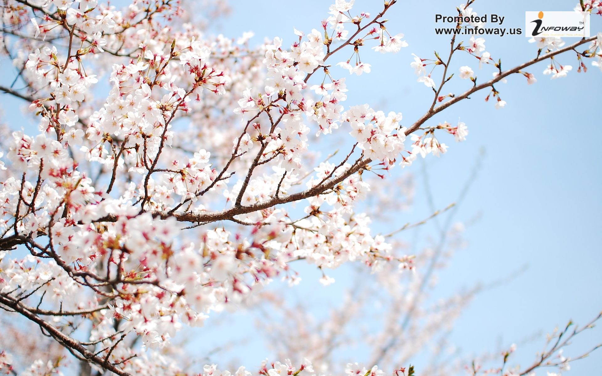 Tree Nch Wallpaper Cherry Blossom Sakura Flower Spring