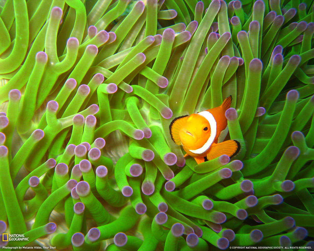 Clownfish And Sea Anemone Wallpaper X