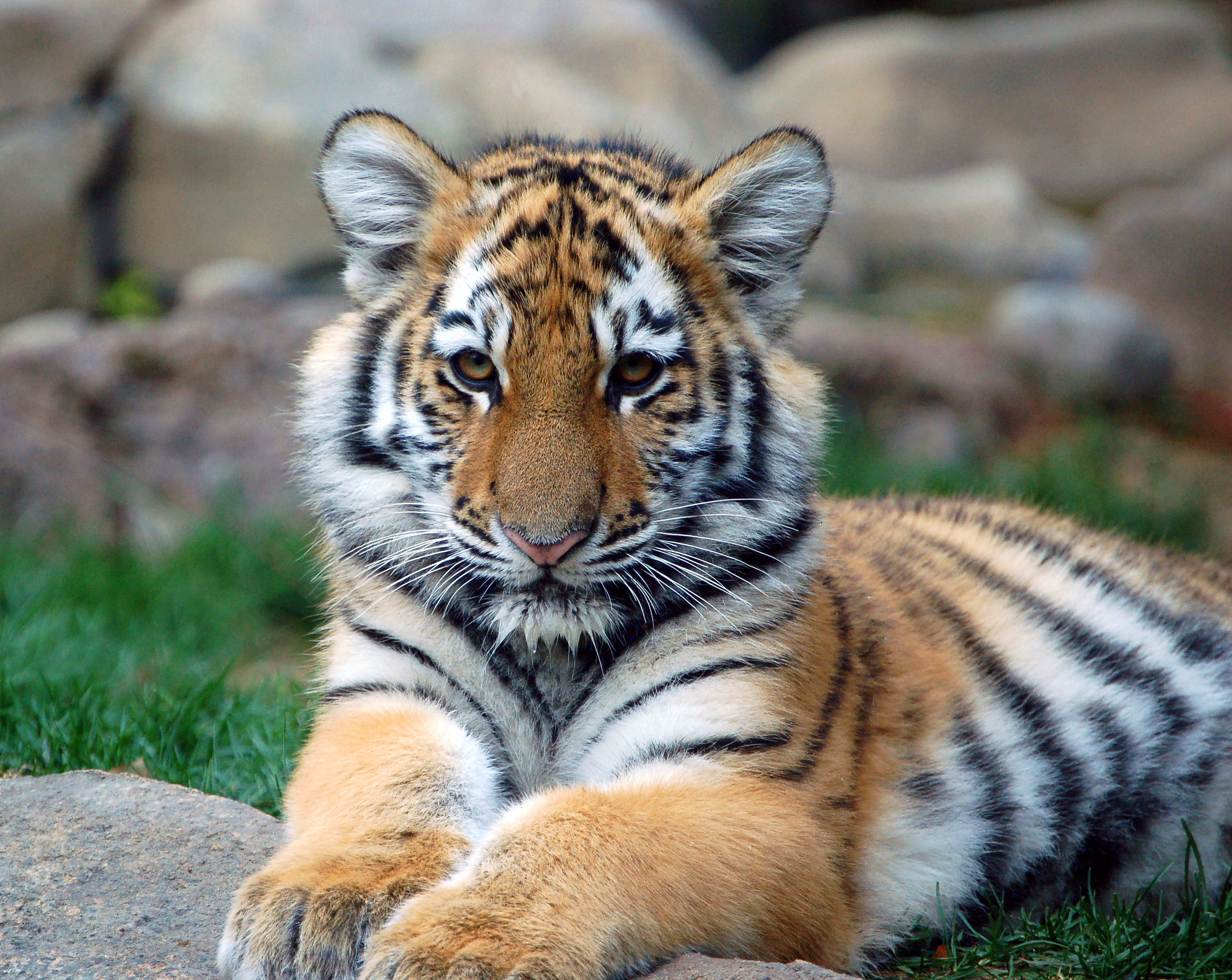 File Big Tiger Cub Jpg Wikimedia Mons