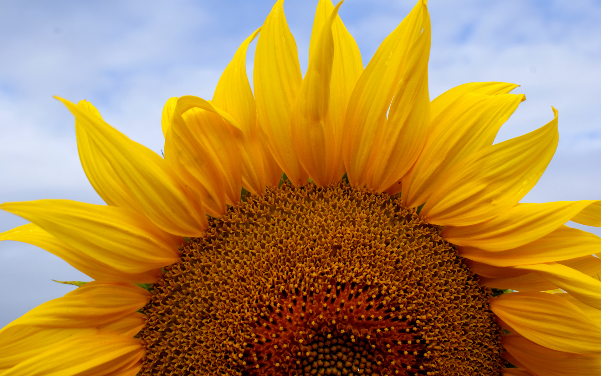 Sunflower Desktop Wallpaper On Latoro