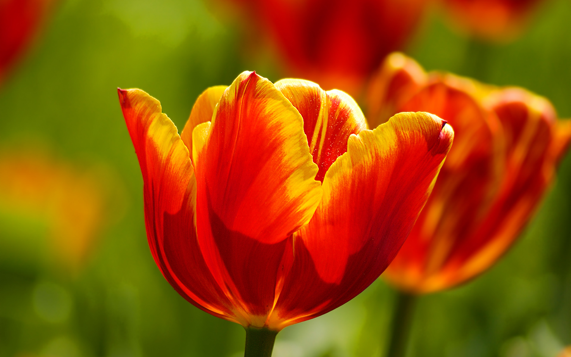 Beautiful Tulips Wallpaper HD