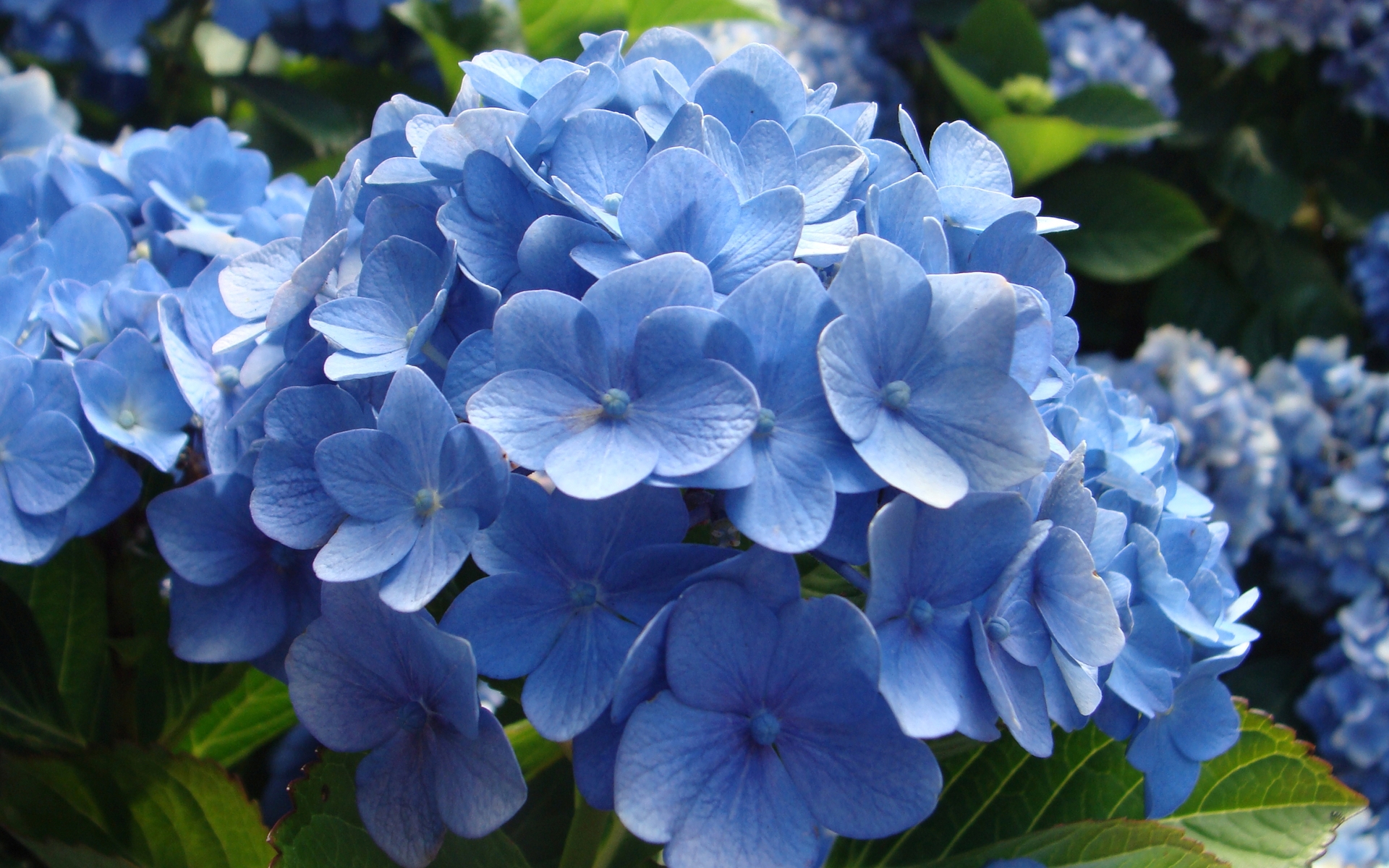 Цветы пышные голубые