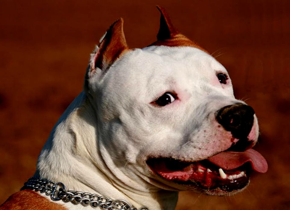 American Pitbull Dog New HD Wallpaper For Background