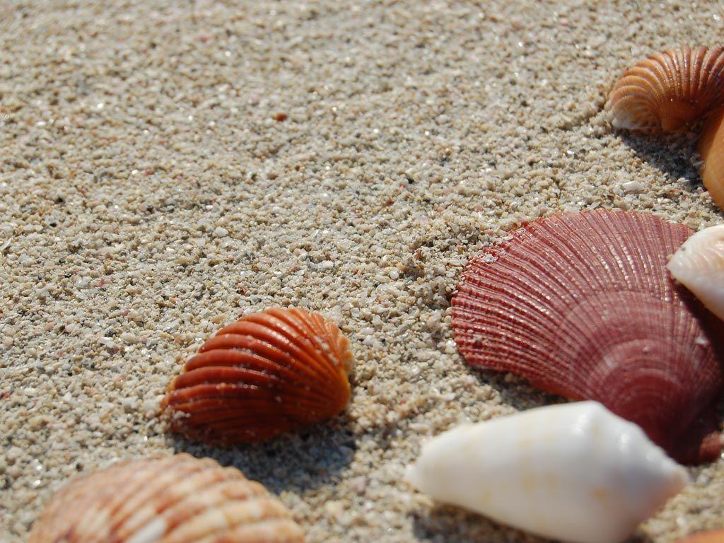 Sea Shells Wallpaper