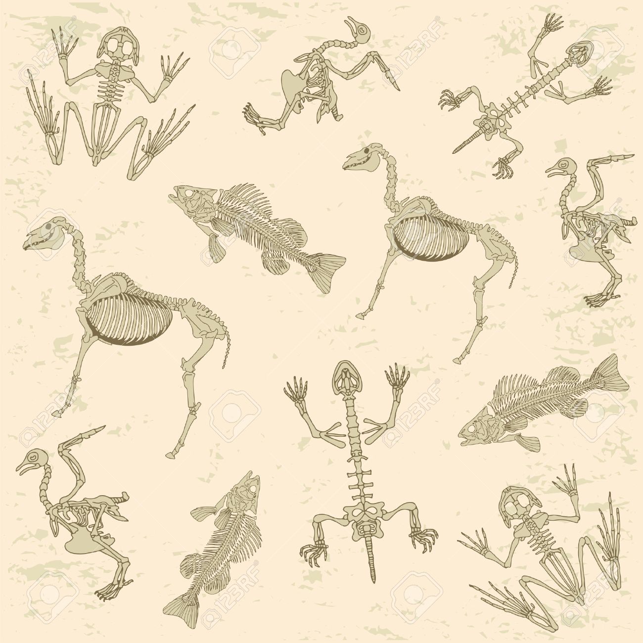 Animals Anatomy Skeleton Of Horse Pigeon Frog And Turtle