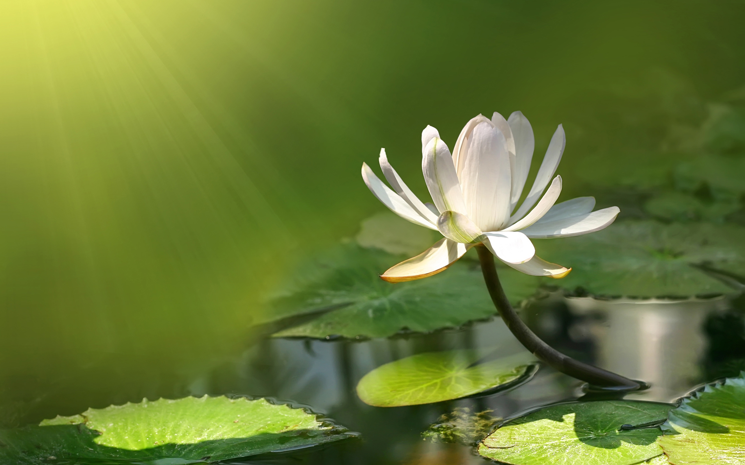 lotus wallpaper flourished in the swamp 2560x1600 Wallpapers