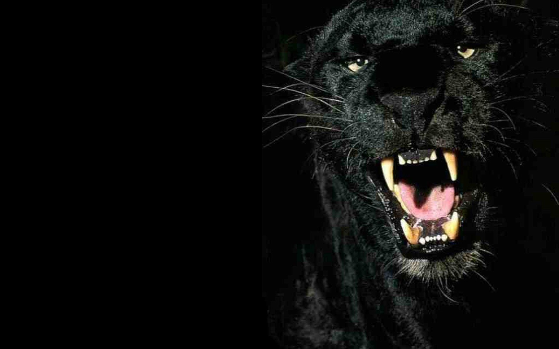Big Cats Image Panther HD Wallpaper And Background Photos