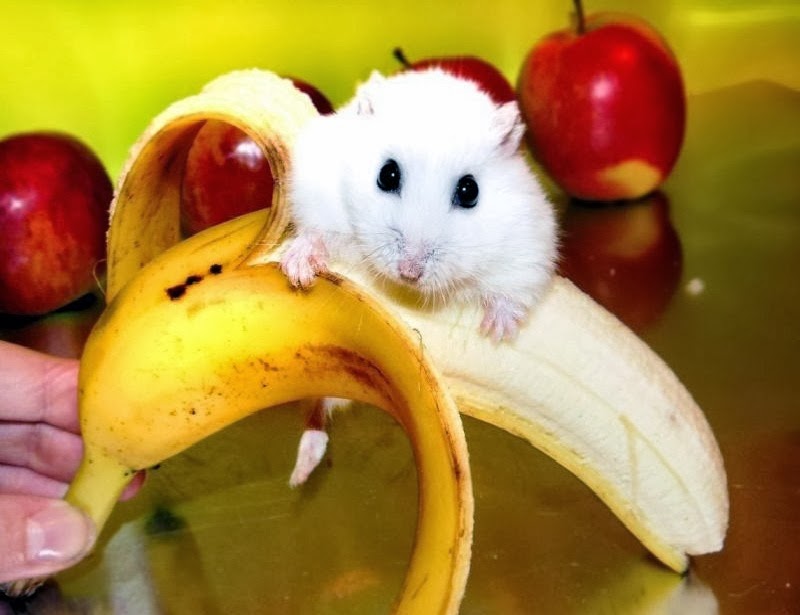 Funny Hamster and Banana PC DesktopWallpaper Free Download Funny