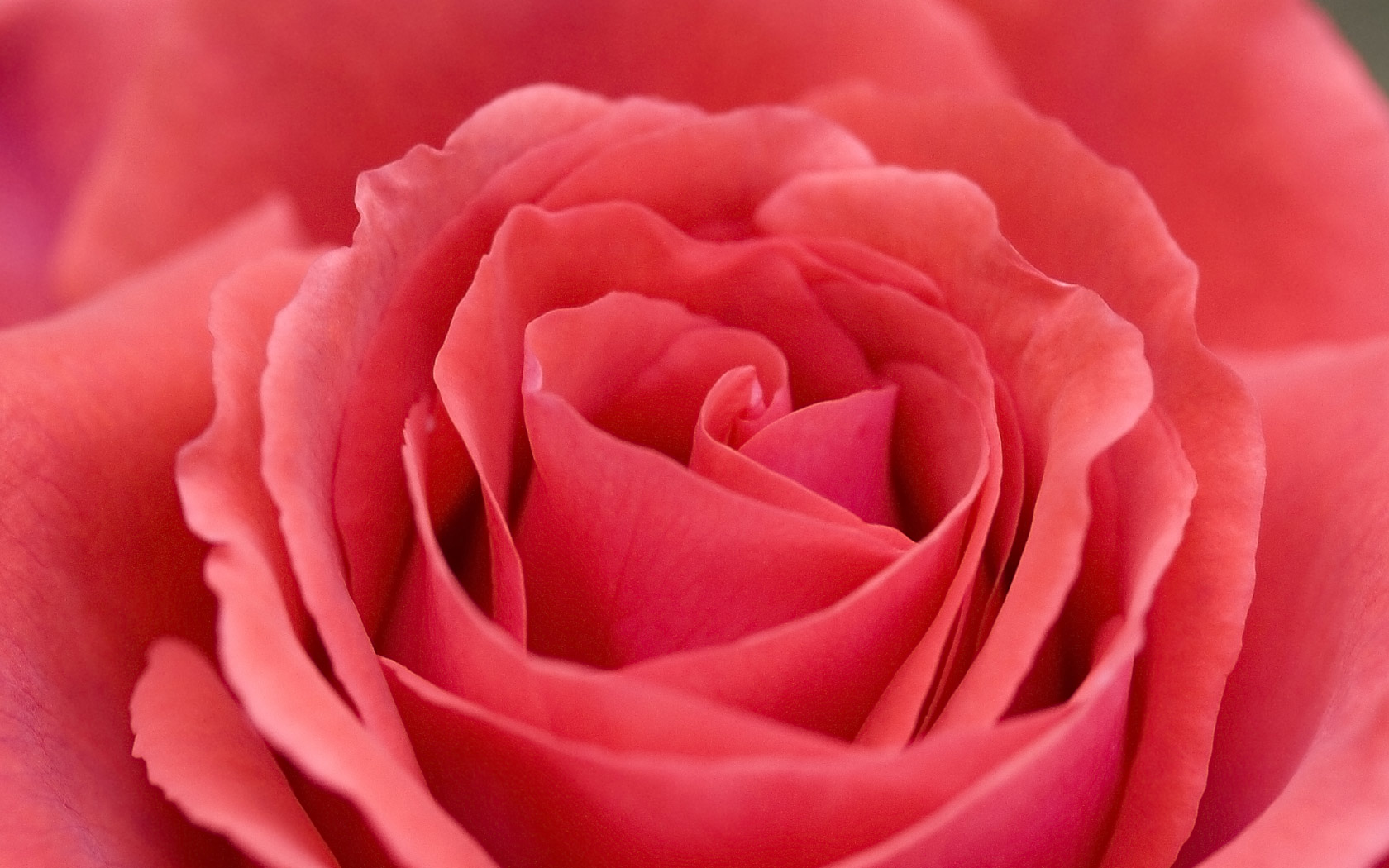 Desktop background of a beautiful large soft red rose bloom