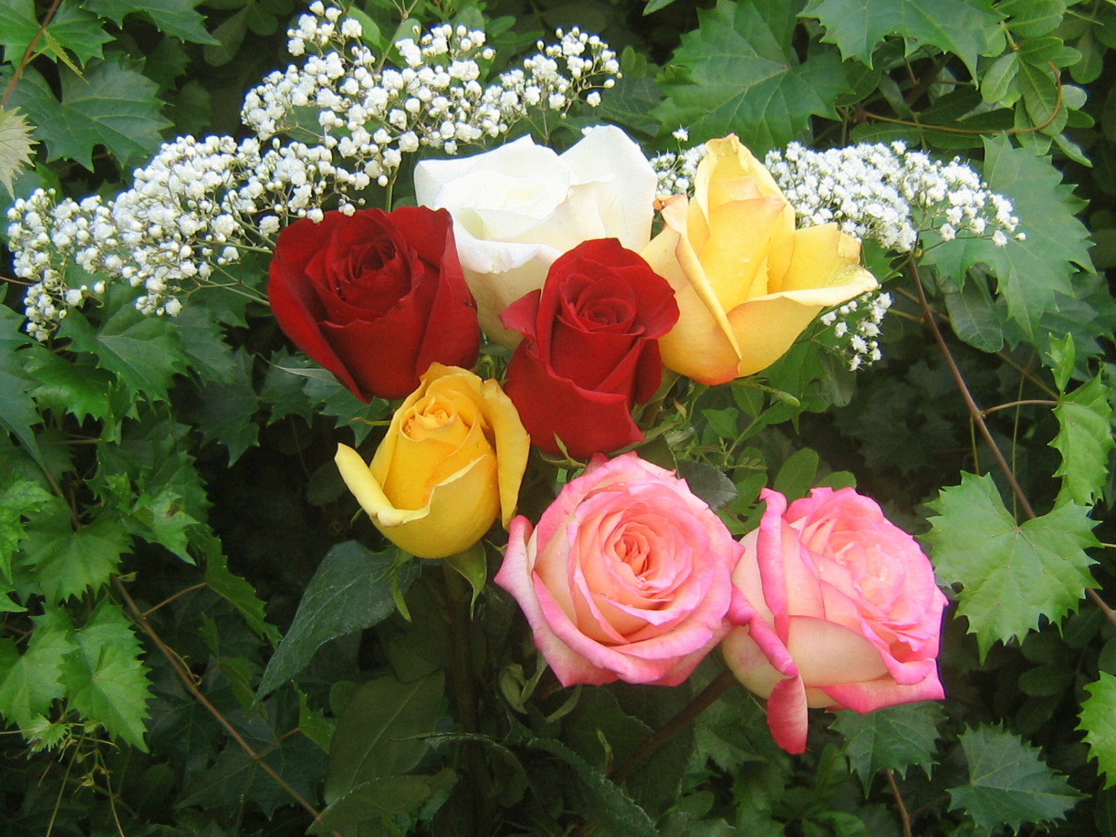 Roses Bouquets Wallpaper