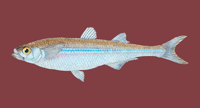 European Smelt Image Wallpaper