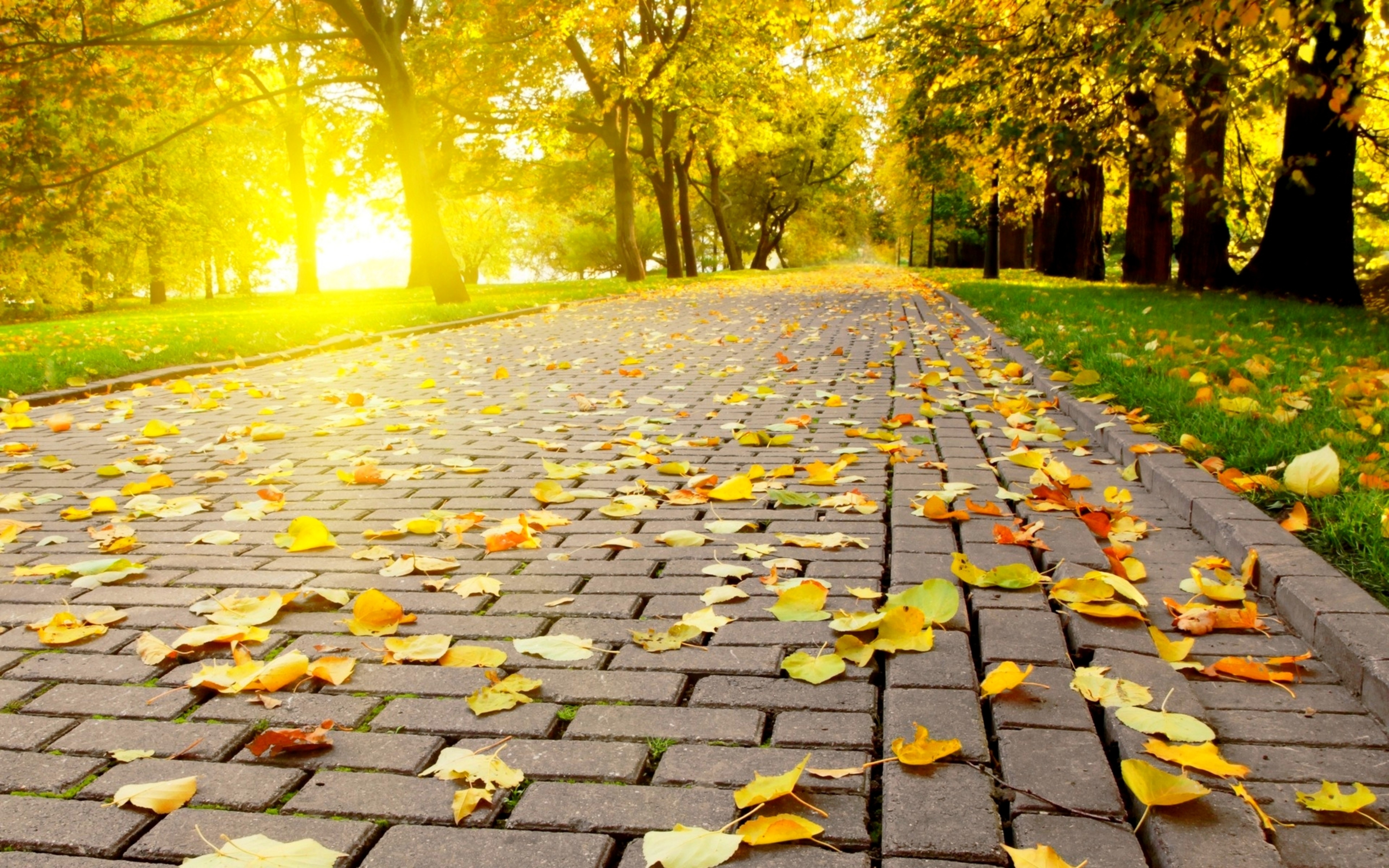 Autumn Leaves On The Path In Park HD Wallpaper
