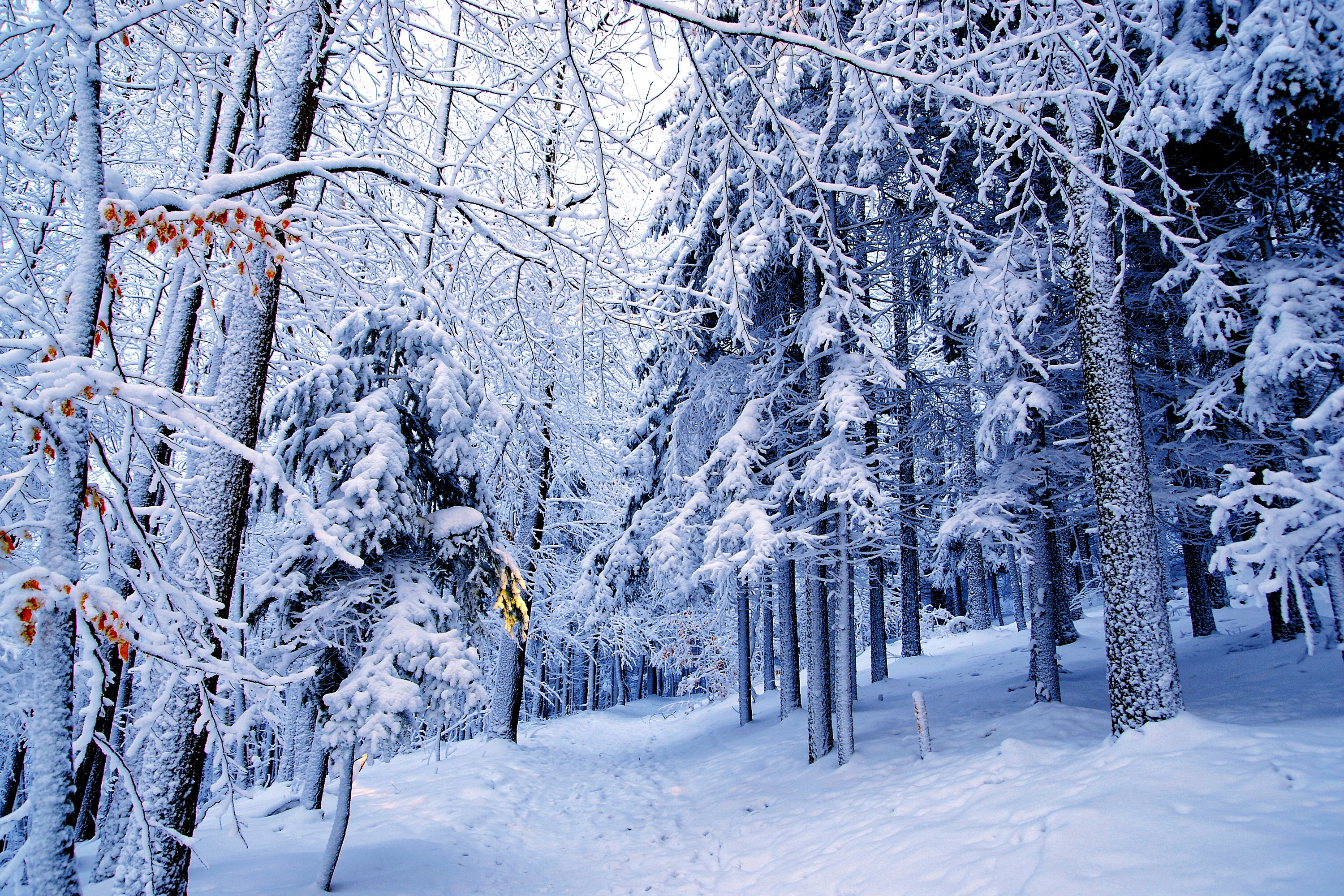 Сказочный лес зимой