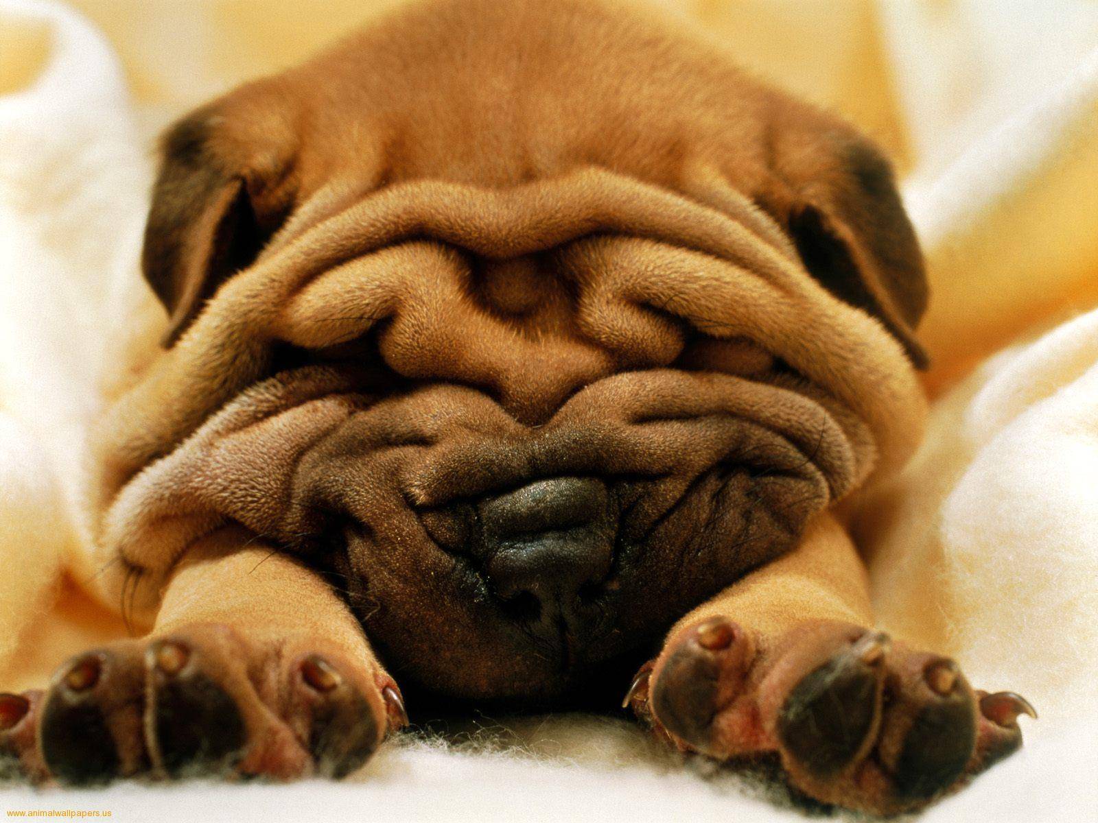 Bulldog Puppie Wallpaper Desktop
