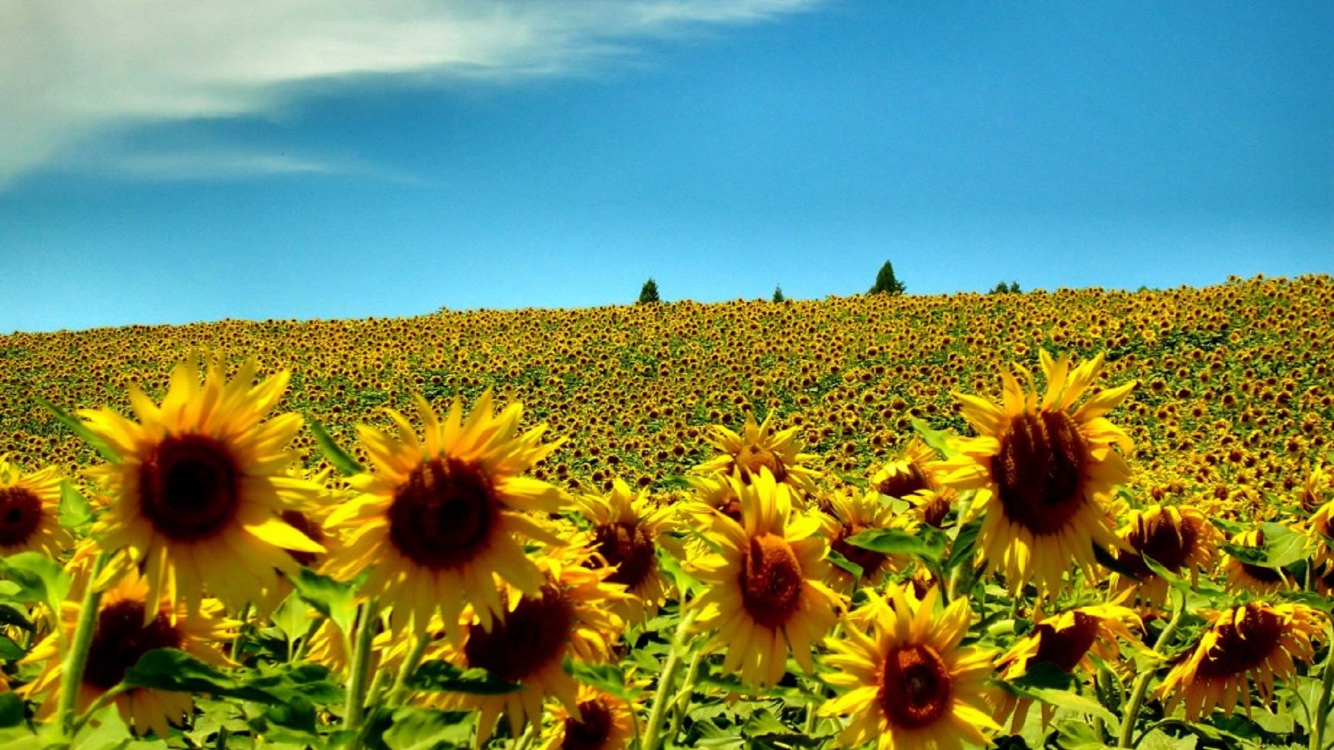Sunflowers Summer Season HD Wallpaper For Desktops